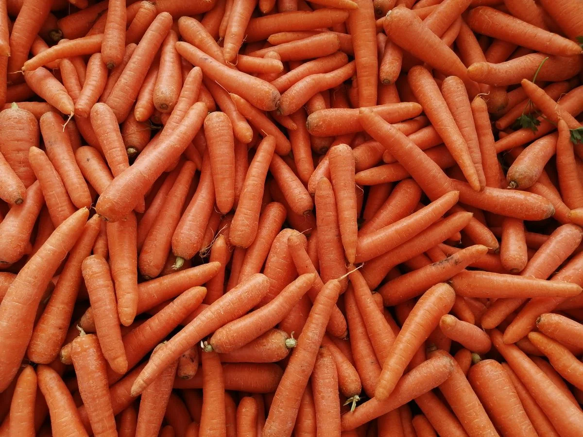 Carrot
