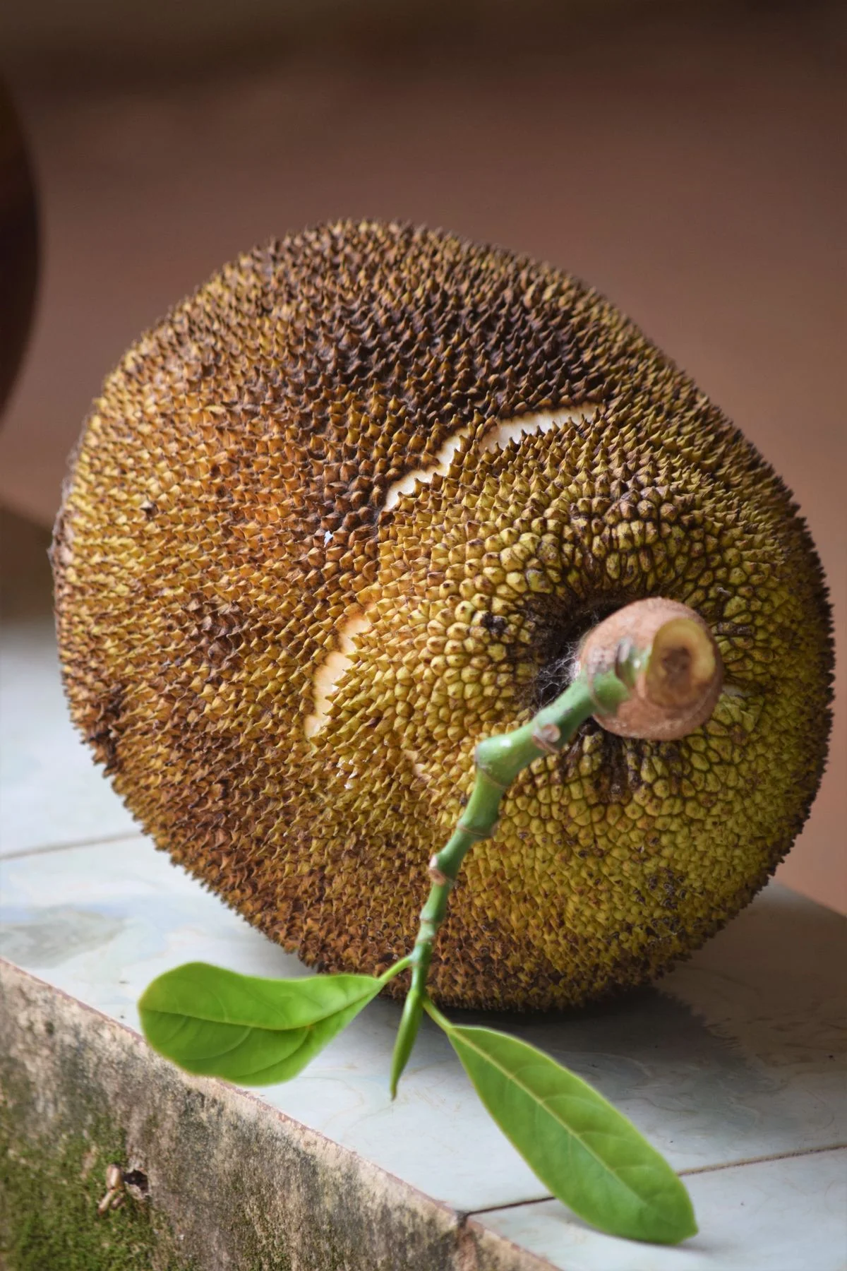 Jackfruit