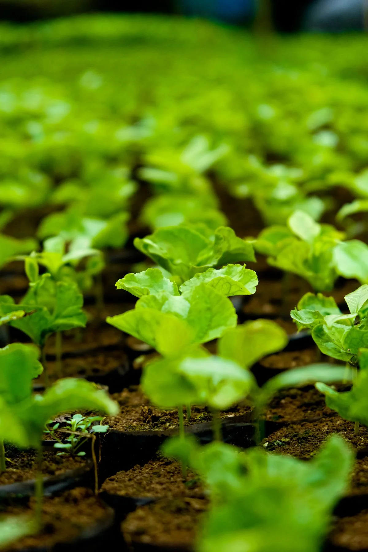 Nursery seedlings